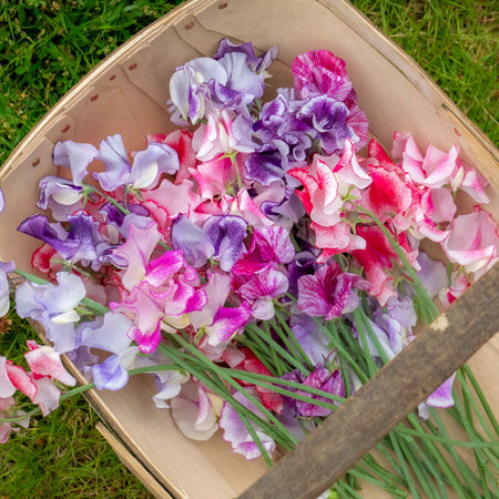 Sweet Pea Seeds 'Unwins Ripple Mix'