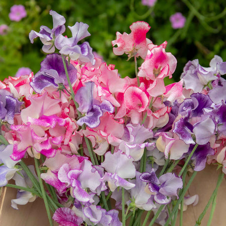 Sweet Pea Seeds 'Unwins Ripple Mix'