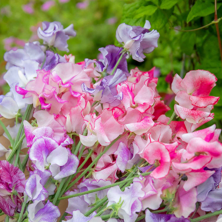 Sweet Pea Seeds 'Unwins Ripple Mix'