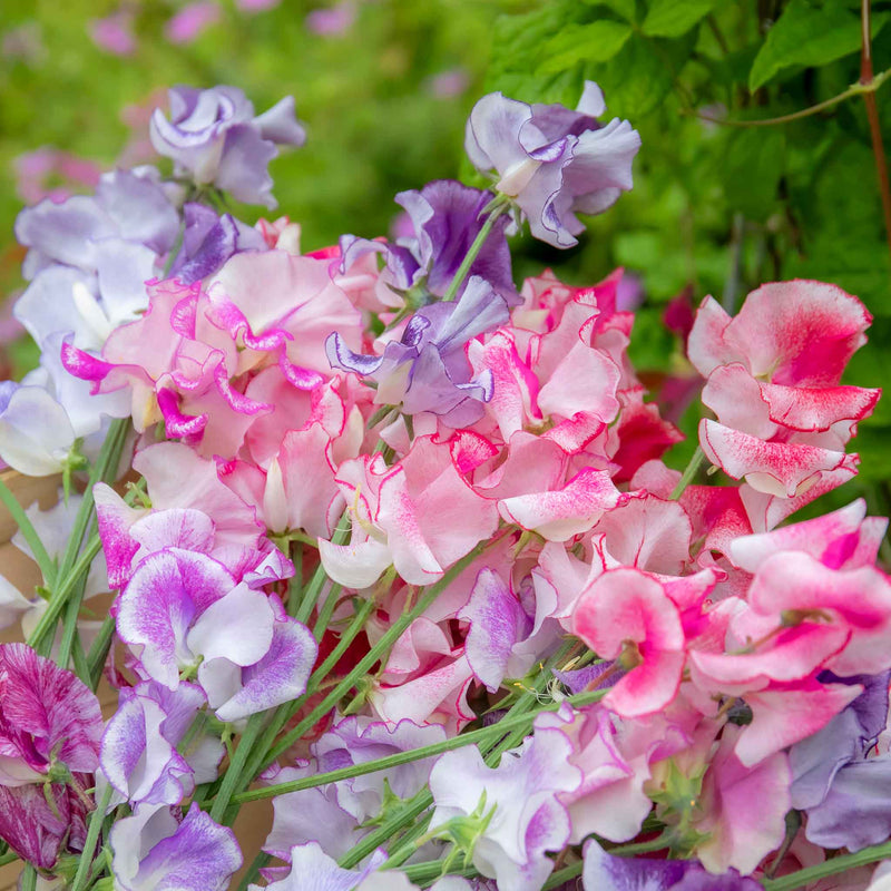 Sweet Pea Seeds 'Unwins Ripple Mix'