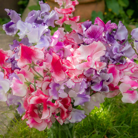 Sweet Pea Seeds 'Unwins Ripple Mix'