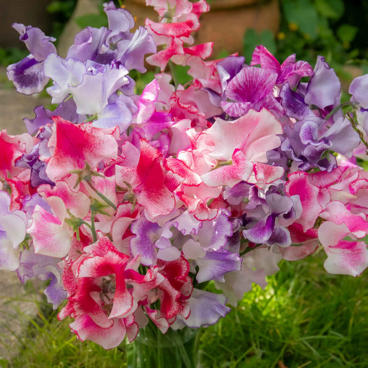 Sweet Pea Seeds 'Unwins Ripple Mix'