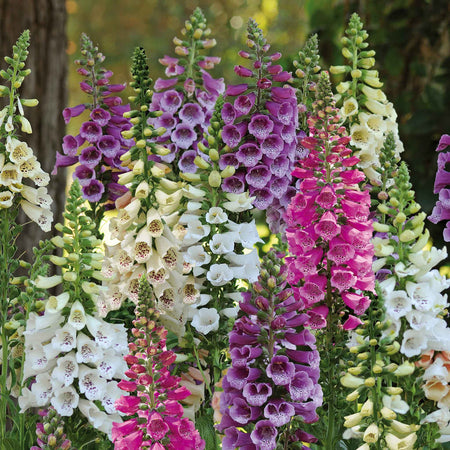 Marshalls 'Traditional Cottage Garden Collection'