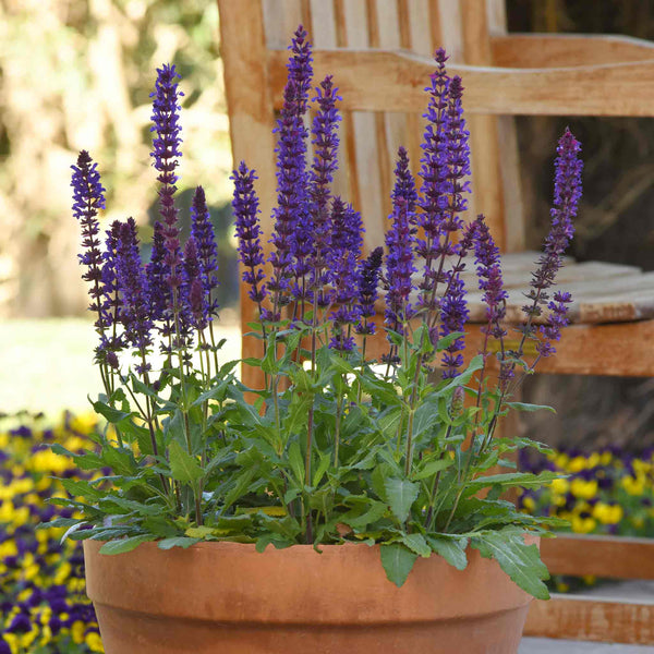Salvia 'Salvatore Blue'