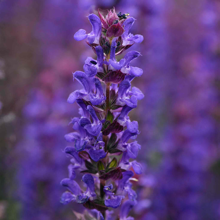 Salvia 'Salvatore Blue'