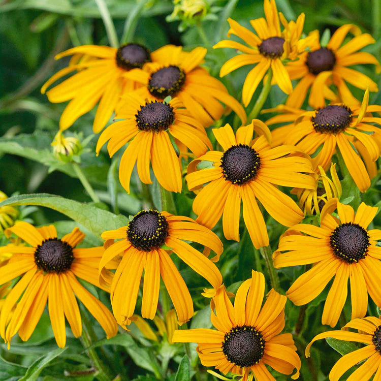 Marshalls 'Hot and Spicy Perennial Selection'