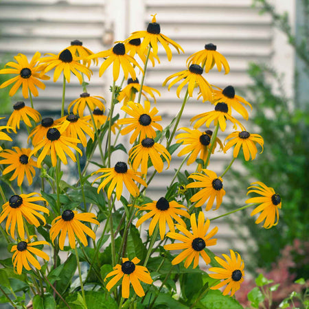 Marshalls 'Hot and Spicy Perennial Selection'