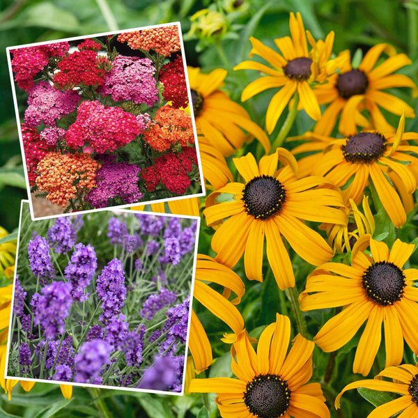 Marshalls 'Hot and Spicy Perennial Selection'