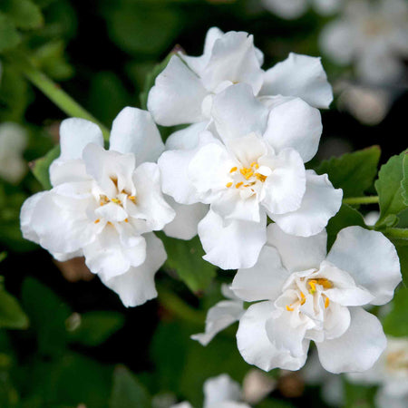 Bacopa Scopia 'Double Mix'