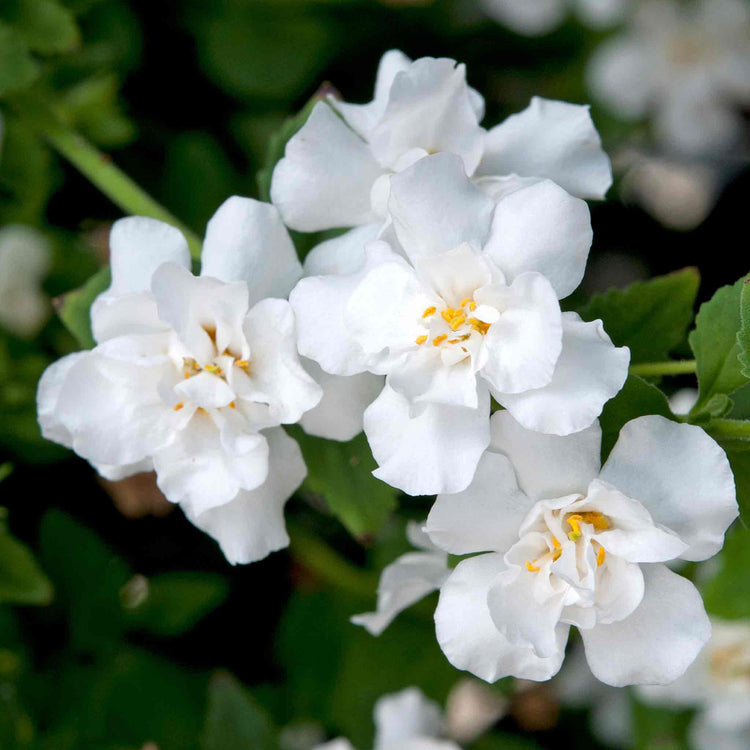 Bacopa Scopia 'Double Mix'