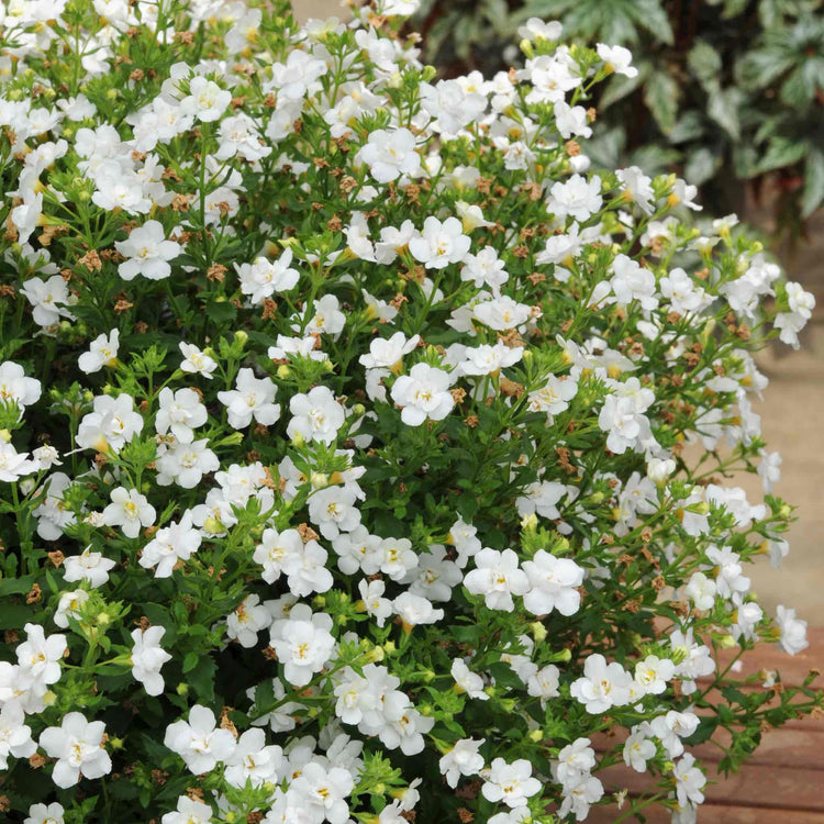 Bacopa Scopia 'Double Mix'