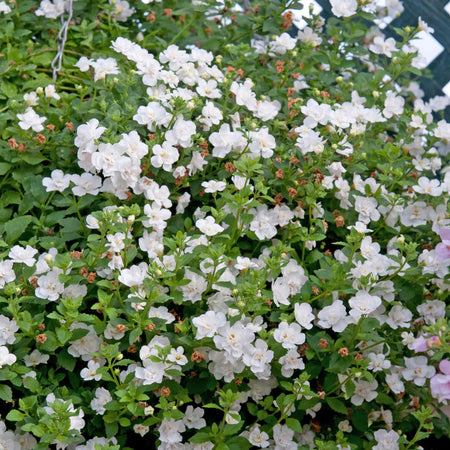 Bacopa Scopia 'Double Mix'