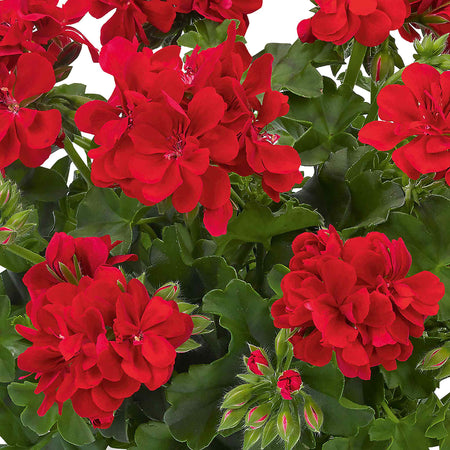 Geranium 'Sunflair Mix'