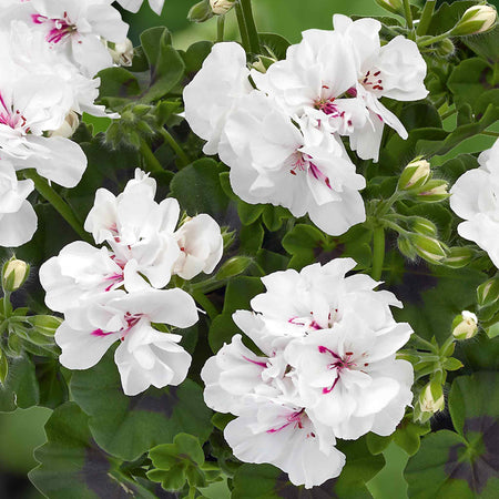 Geranium 'Sunflair Mix'