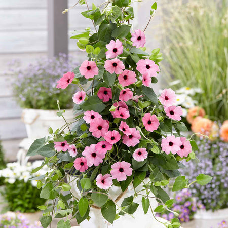 Thunbergia 'Rose Sensation'