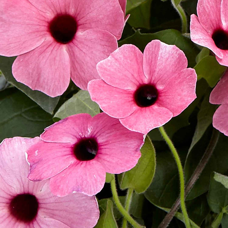 Thunbergia 'Rose Sensation'