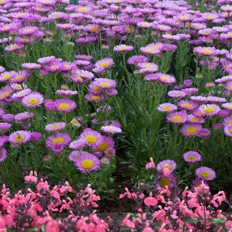 Erigeron 'Sea Breeze Mauve'