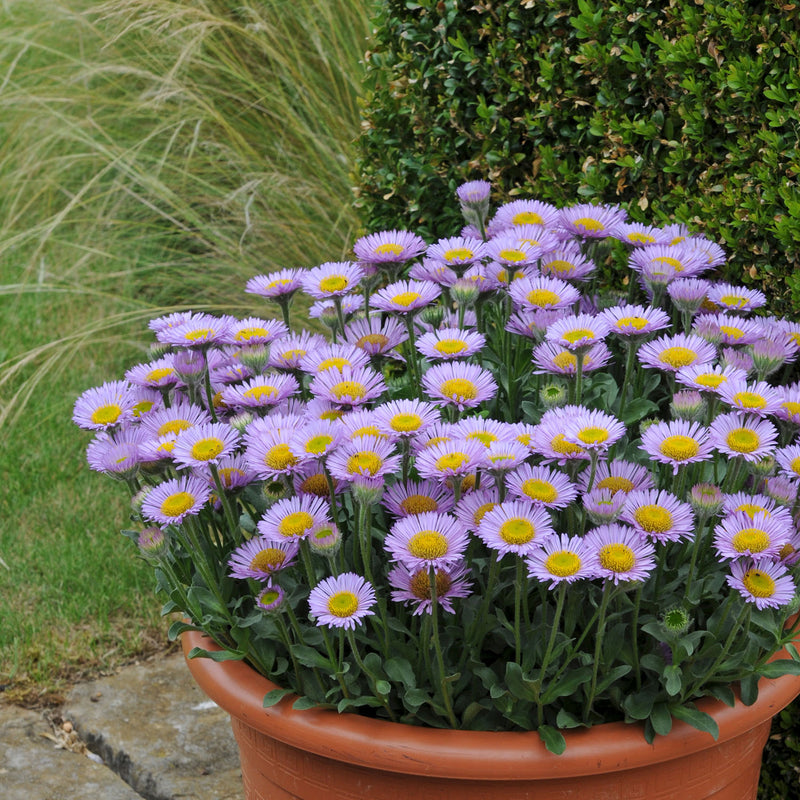 Erigeron 'Sea Breeze Mauve'