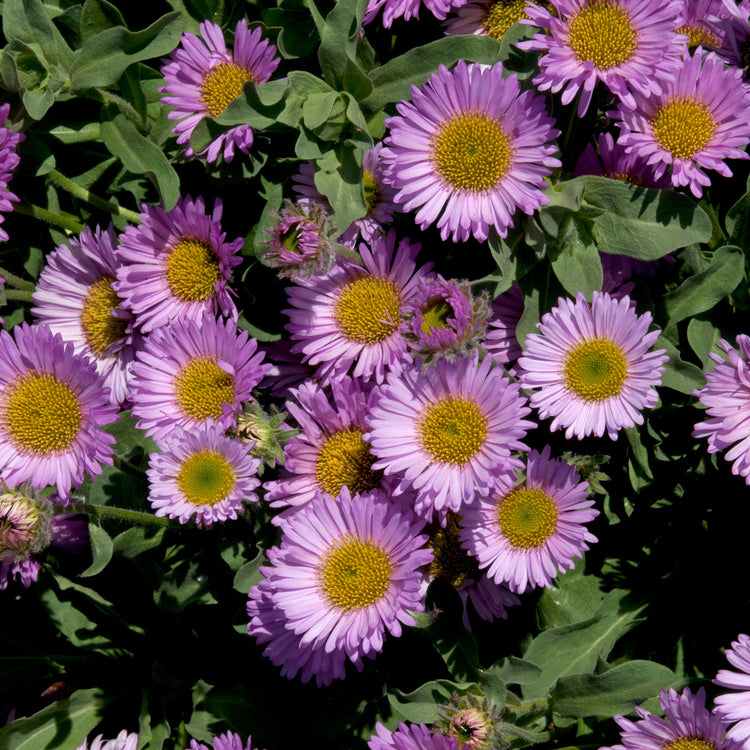 Erigeron 'Sea Breeze Mauve'