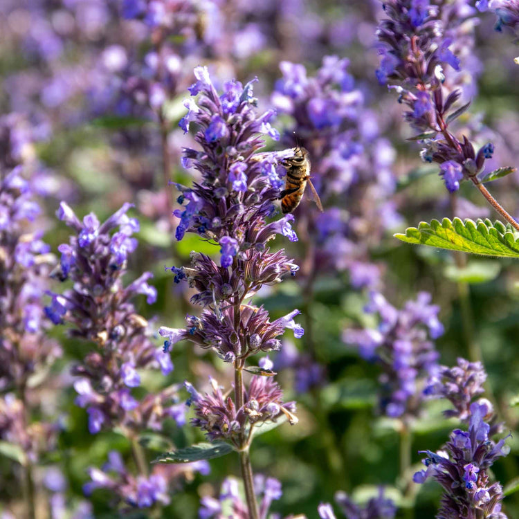 Nepeta 'Whispurr Blue'