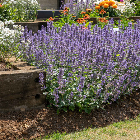 Nepeta 'Whispurr Blue'