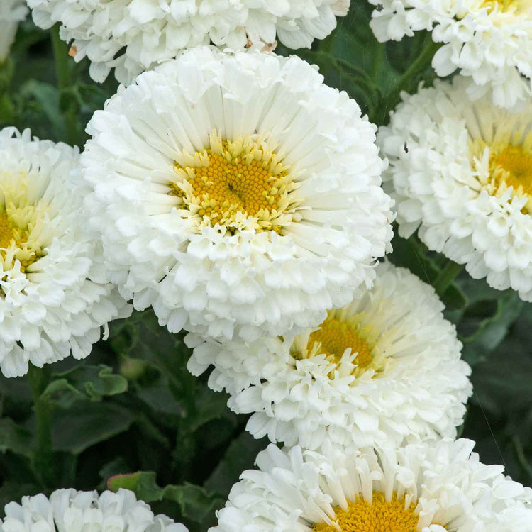Leucanthemum 'Real Snowball'