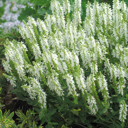 Salvia 'Lyrical White'