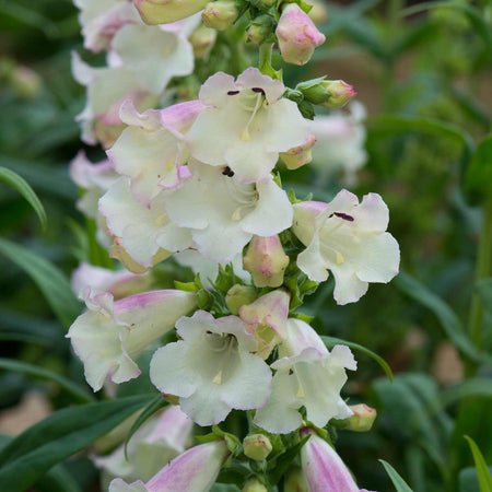 Penstemon 'Arabesque Apple Blossom'