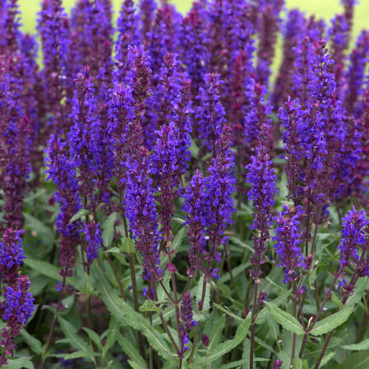 Salvia 'Salvatore Blue'