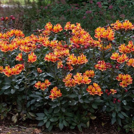 Alstroemeria 'Indian Summer'
