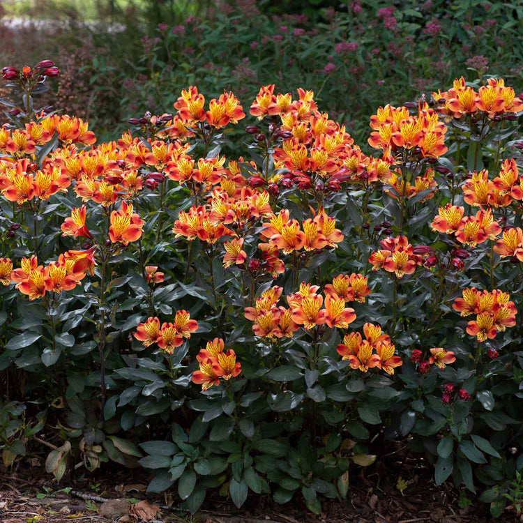 Alstroemeria 'Indian Summer'