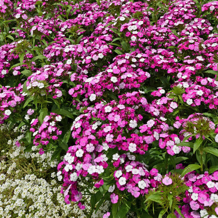 Dianthus 'Dash Magician'