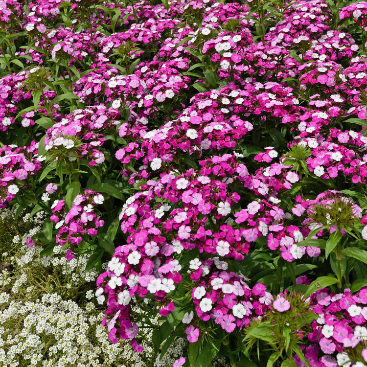 Dianthus 'Dash Magician'