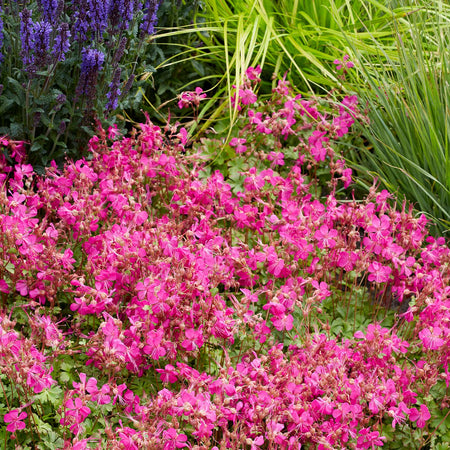 Geranium 'Intense'