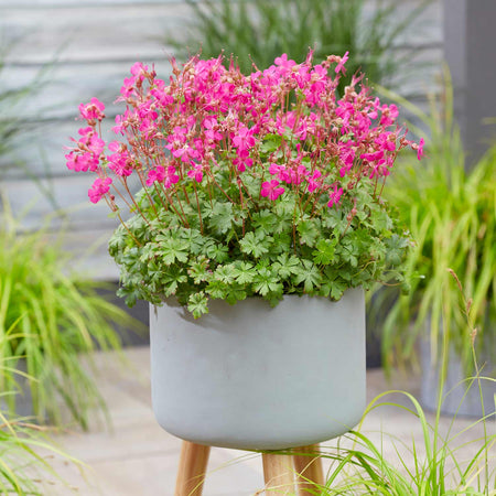 Geranium 'Intense'