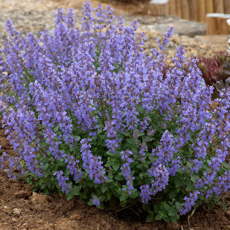 Nepeta 'Purssian Blue'