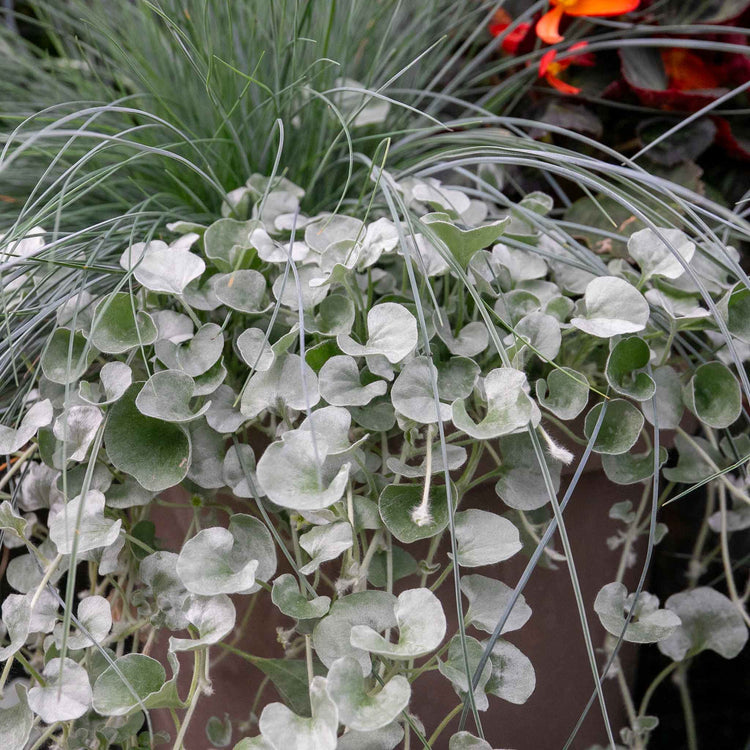 Dichondra 'Silver Falls'