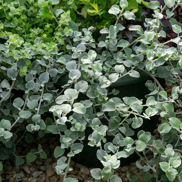Dichondra 'Silver Falls'