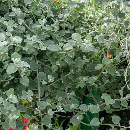 Dichondra 'Silver Falls'