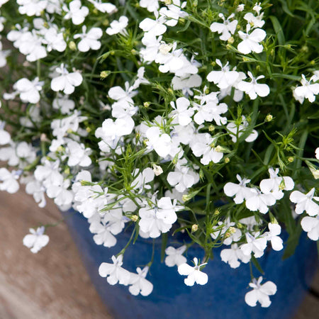 Marshalls Garden Lobelia Waterfall Selection