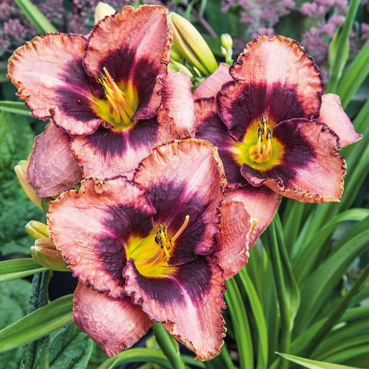 Hemerocallis 'Daring Deception'