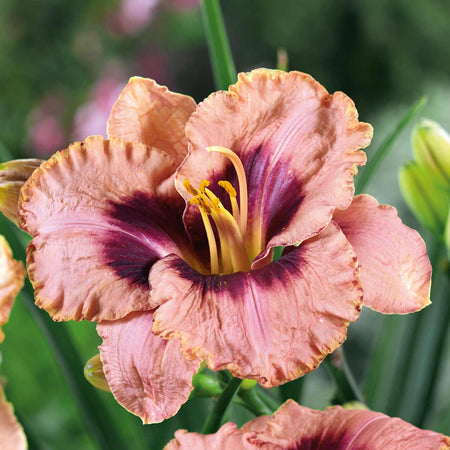 Hemerocallis 'Daring Deception'