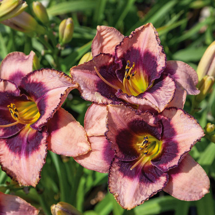 Hemerocallis 'Daring Deception'