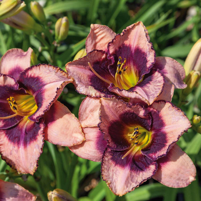 Hemerocallis 'Daring Deception'