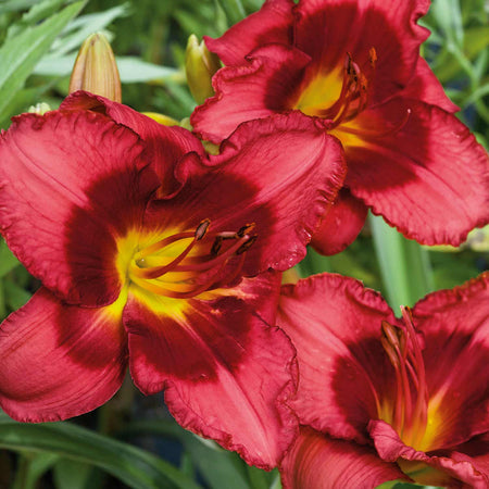 Hemmerocallis 'Berrylicious'