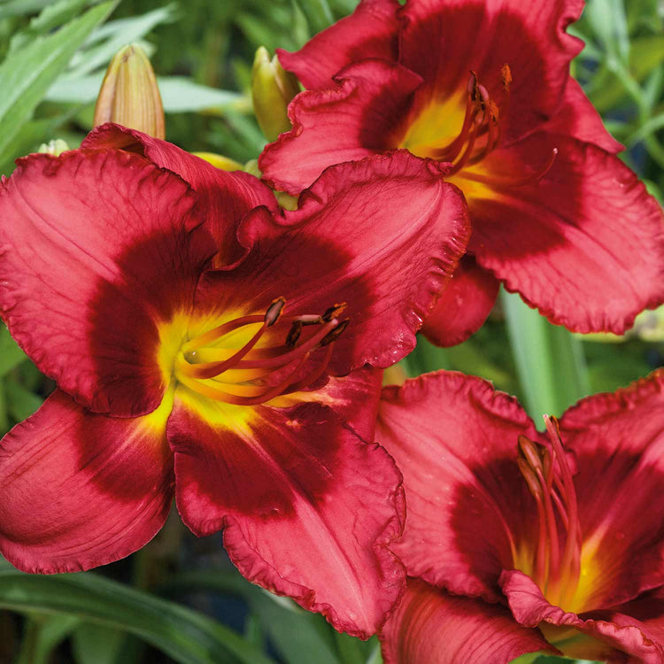 Hemmerocallis 'Berrylicious'