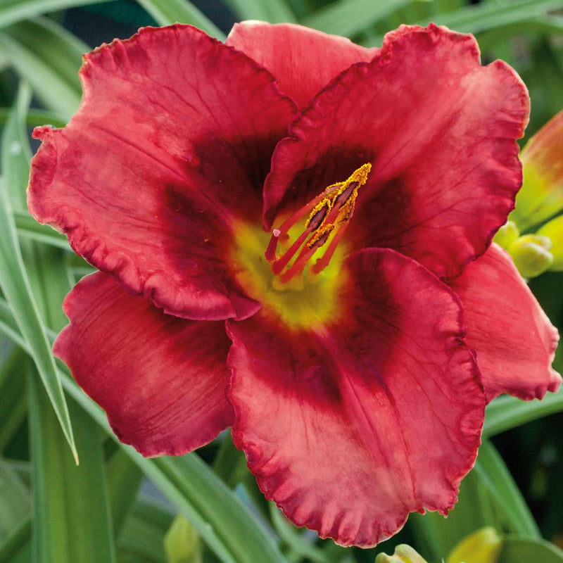 Hemmerocallis 'Berrylicious'