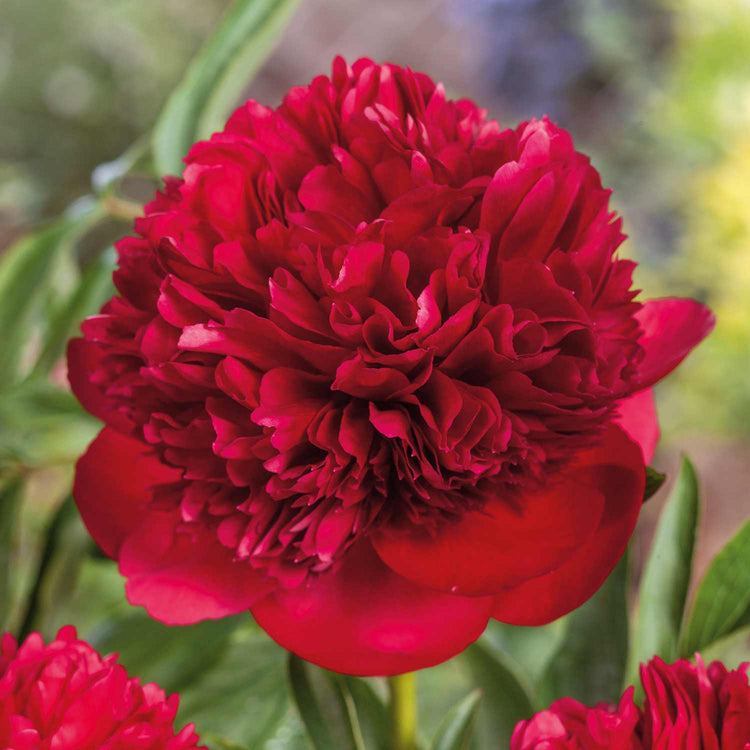 Peony 'Red Charm'