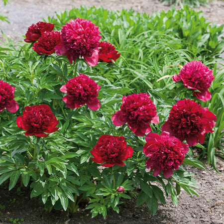 Peony 'Red Charm'