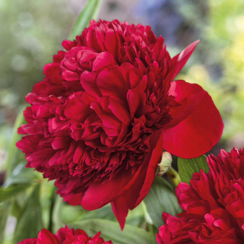 Peony 'Red Charm'